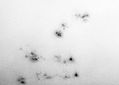 Filename=TonySunspots.jpg
Filesize=50KiB
Dimensions=437x313
Date added=Mar 18, 2003 TonySunspots.jpg