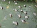 DUCKS_AT_Bodium_Castle_009.JPG