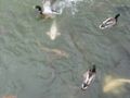 Filename=Fish_and_ducks_at_Bodium_Castle_010.JPG
Filesize=2430KiB
Dimensions=2816x2112
Date added=May 14, 2011 Fish_and_ducks_at_Bodium_Castle_010.JPG